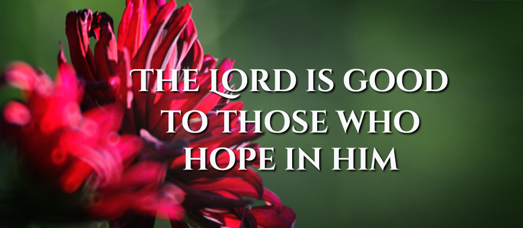 Twenty Seventh Sunday of Ordinary Time